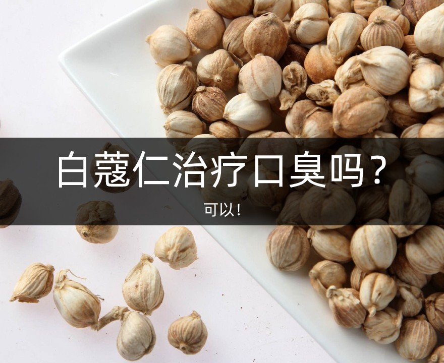 白蔻仁實(shí)拍