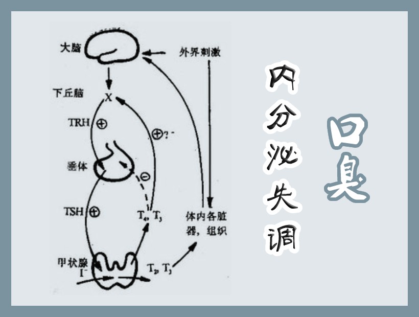 內(nèi)分泌系統(tǒng)