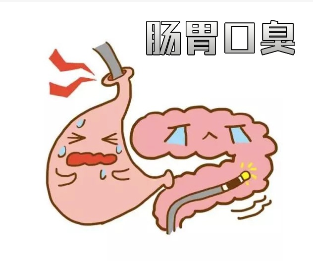 腸胃結(jié)構(gòu)