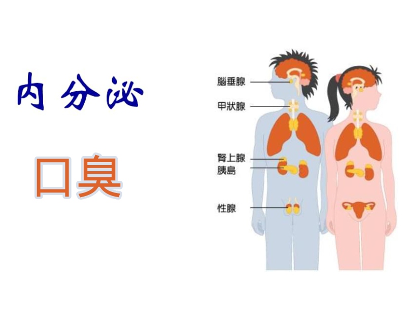 男女內(nèi)分泌圖