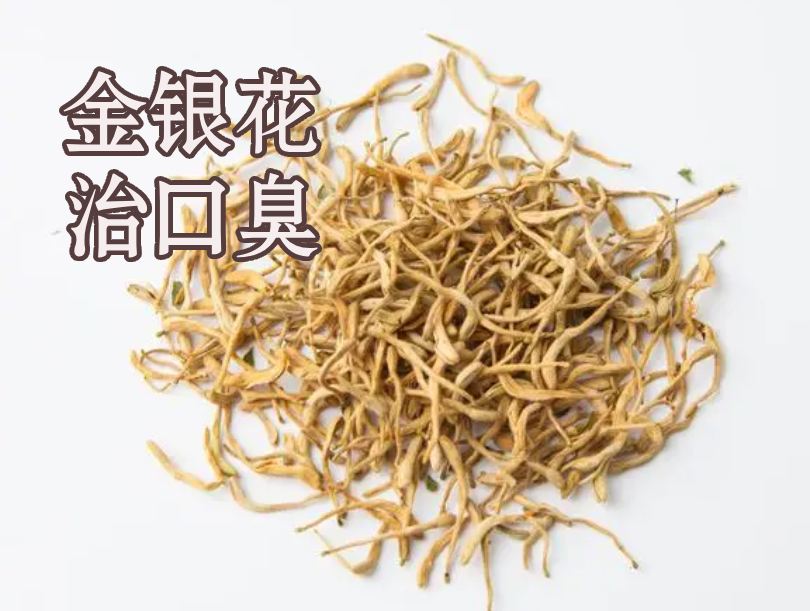 中藥金銀花