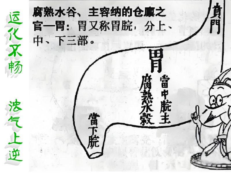 胃的運(yùn)化功能